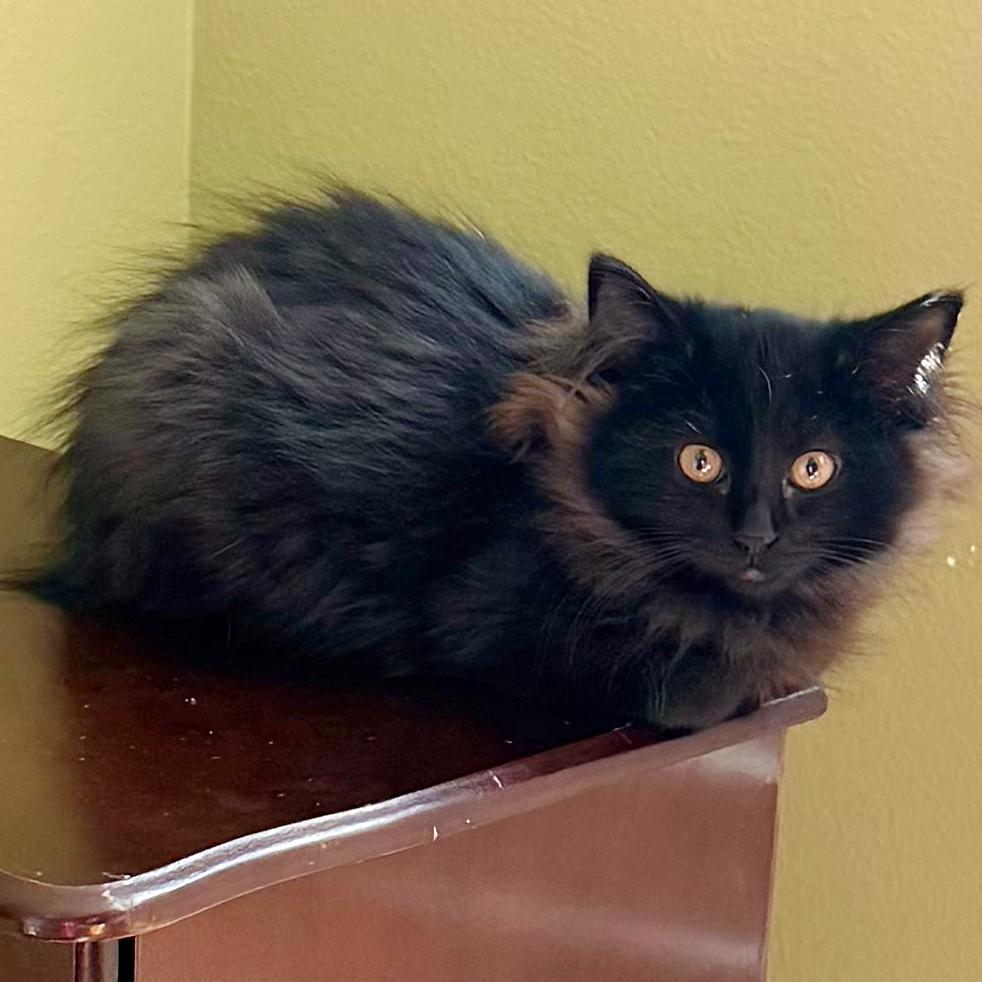 Lea, an adoptable mixed breed in Lake Monroe, FL image 3/3