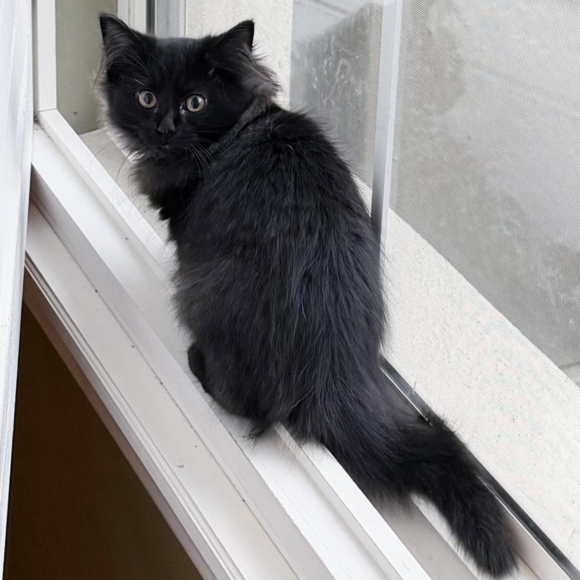 Lea, adoptable, Kitten Female Domestic Medium Hair.