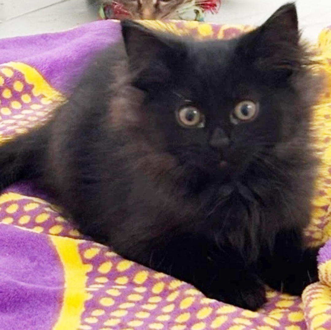 Lea, an adoptable mixed breed in Lake Monroe, FL image 2/3