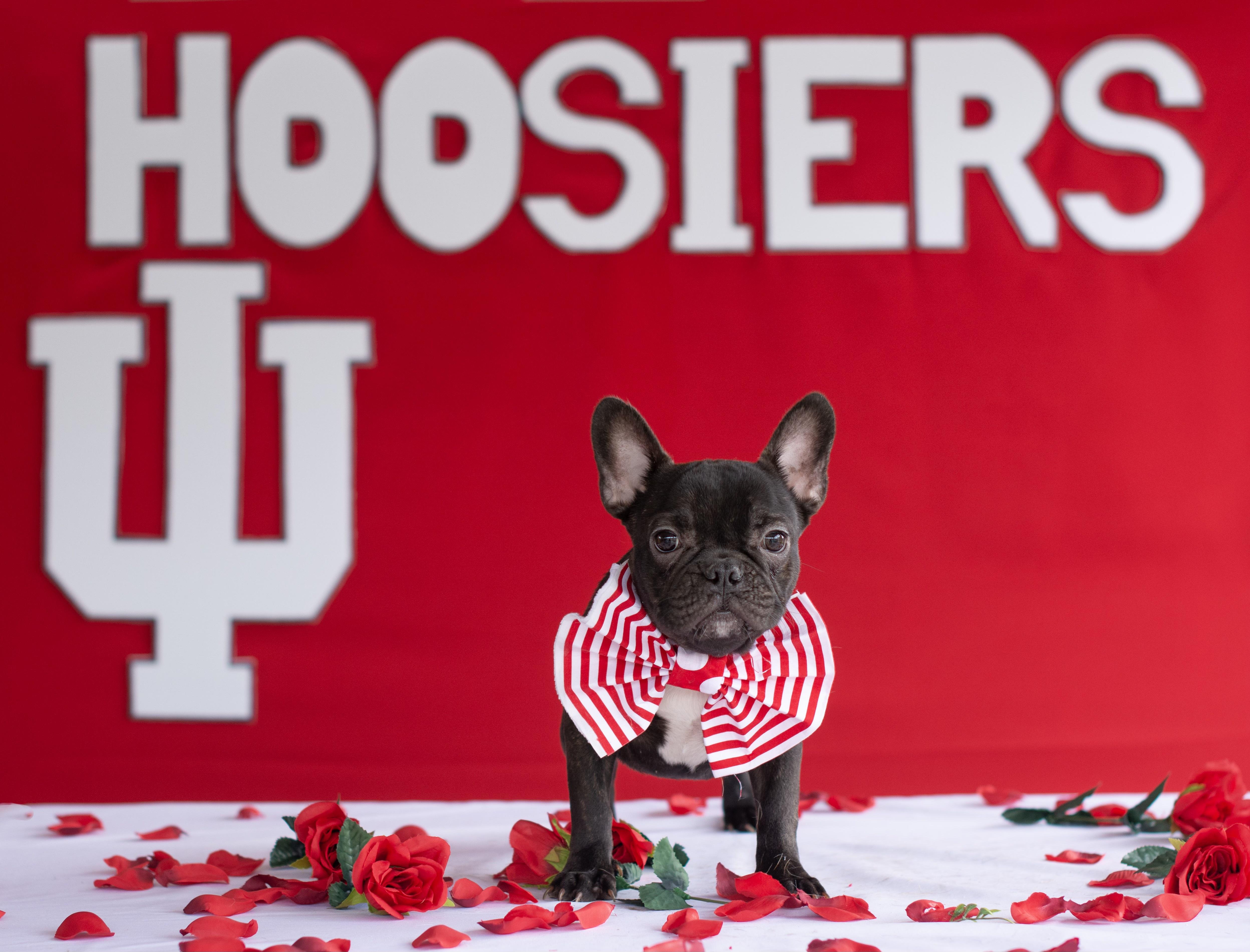 Zuko, ADOPTABLE, Young Male French Bulldog.