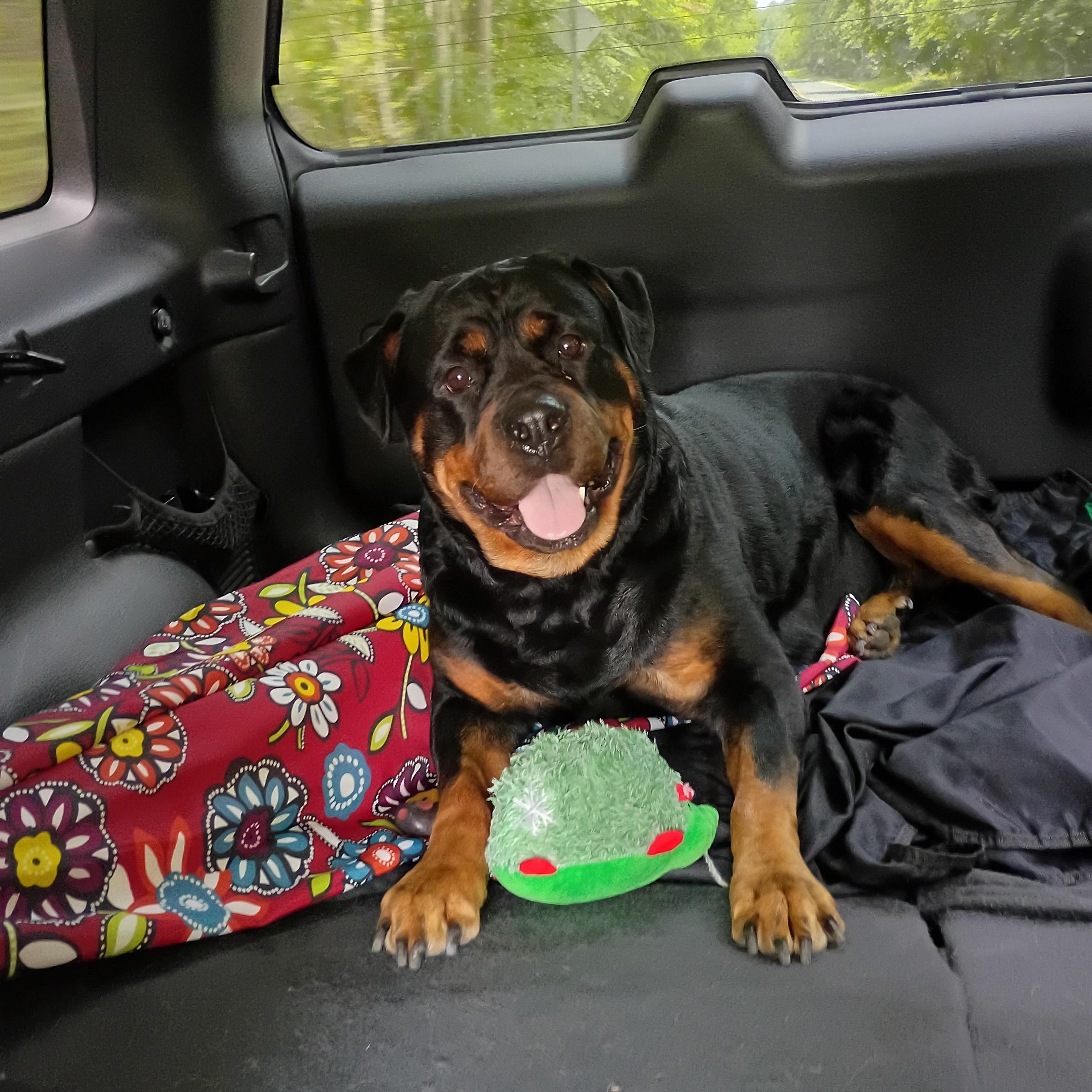 Enlarge Nyla, a Adoptable Rottweiler in Salisbury, MD image 1/1