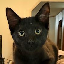 Chaplin, a Adoptable Domestic Short Hair in Southern Pines, NC image 1/3