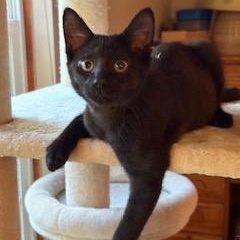 Chaplin, Adoptable, Kitten Male Domestic Short Hair.