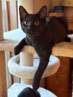 Chaplin, a Adoptable Domestic Short Hair in Southern Pines, NC image 2/3