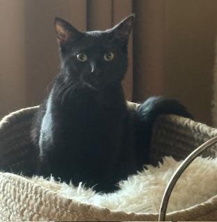 Chaplin, a Adoptable Domestic Short Hair in Southern Pines, NC image 2/5
