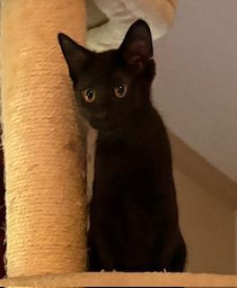 Chaplin, a Adoptable Domestic Short Hair in Southern Pines, NC image 3/3