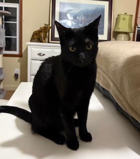 Chaplin, a Adoptable Domestic Short Hair in Southern Pines, NC image 3/5
