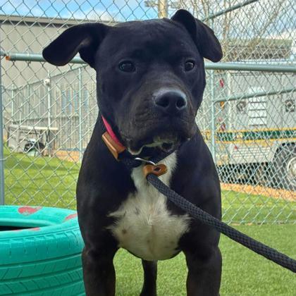 Freddie, Adoptable, Adult Male Pit Bull Terrier & Mixed Breed.