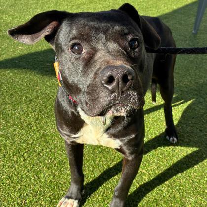 Freddie, Adoptable, Adult Male Pit Bull Terrier & Mixed Breed.