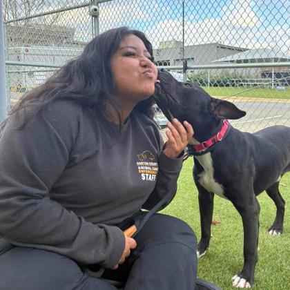 Enlarge Freddie-Benson, a Adoptable mixed breed in Gastonia, NC image 3/3