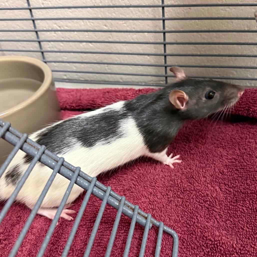 Gangle, Adoptable, Baby Female Rat.