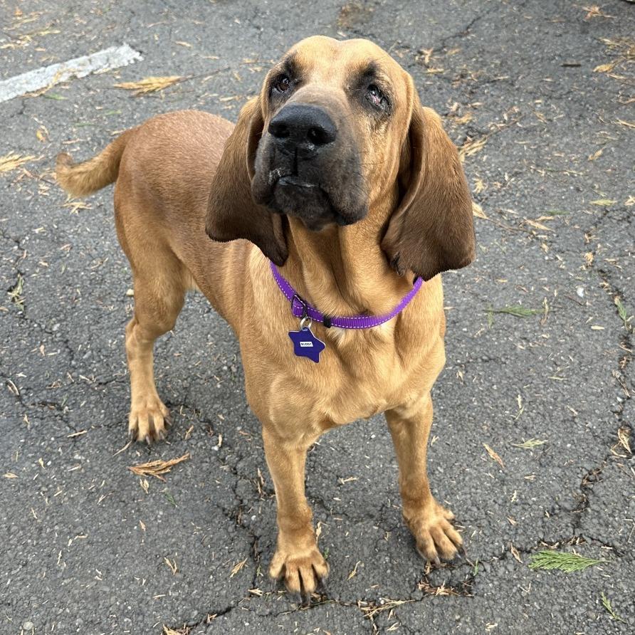 Enlarge Buddy, a Adoptable mixed breed in San Francisco, CA image 1/4