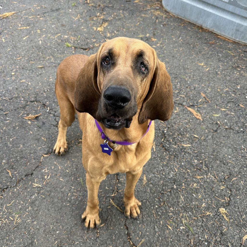 Enlarge Buddy, a Adoptable mixed breed in San Francisco, CA image 2/4