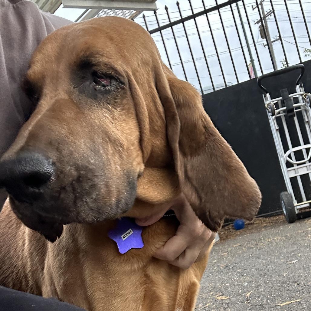 Enlarge Buddy, a Adoptable mixed breed in San Francisco, CA image 3/4