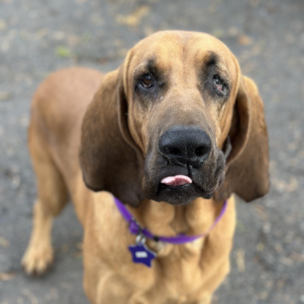 Enlarge Buddy, a Adoptable mixed breed in San Francisco, CA image 4/4