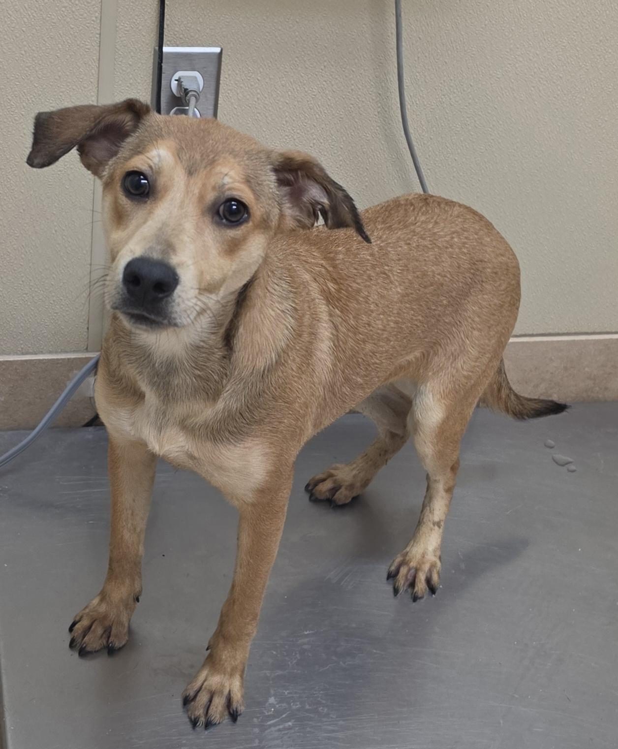 Carolyn, Adoptable, Puppy Female Chesapeake Bay Retriever & Labrador Retriever.