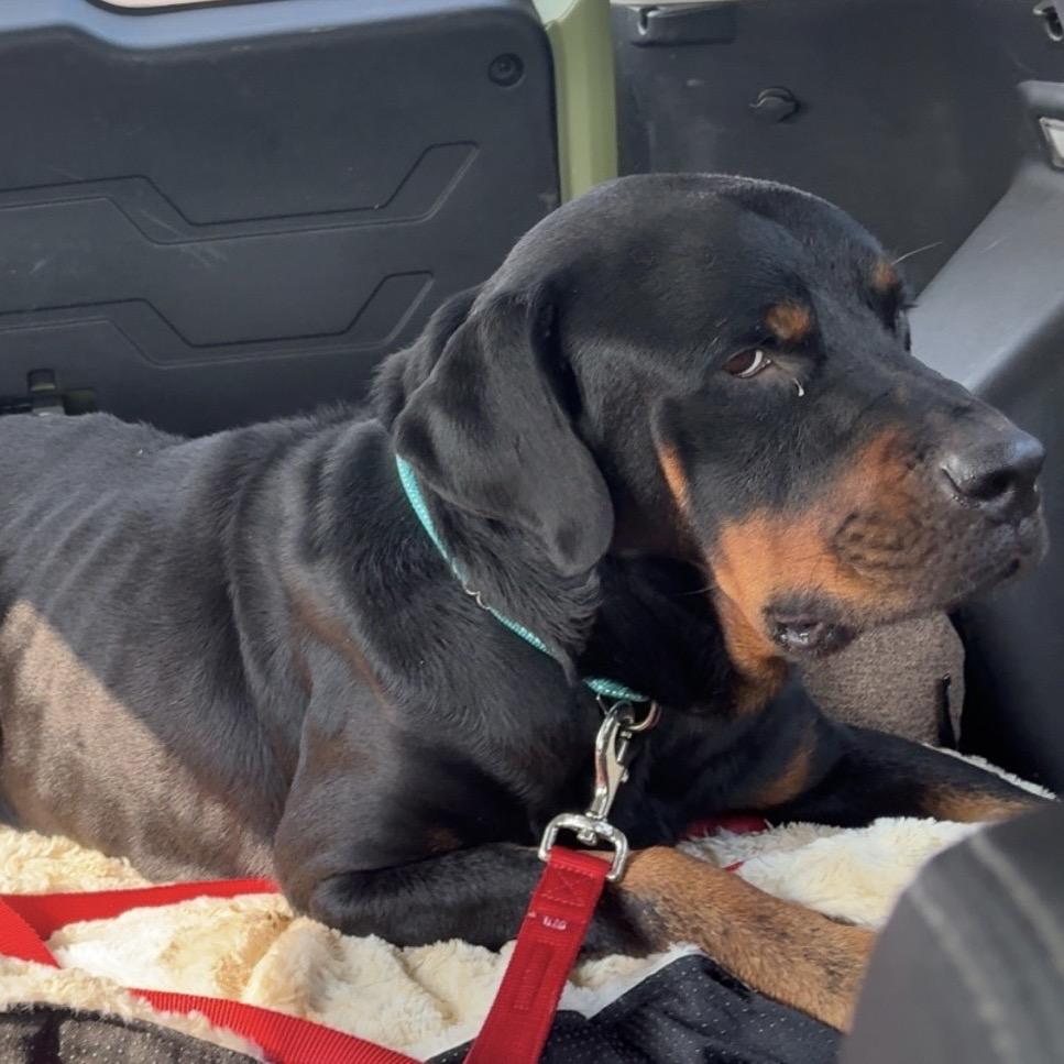 Enlarge Chester, a Adoptable Rottweiler in Rockford, MN image 2/4