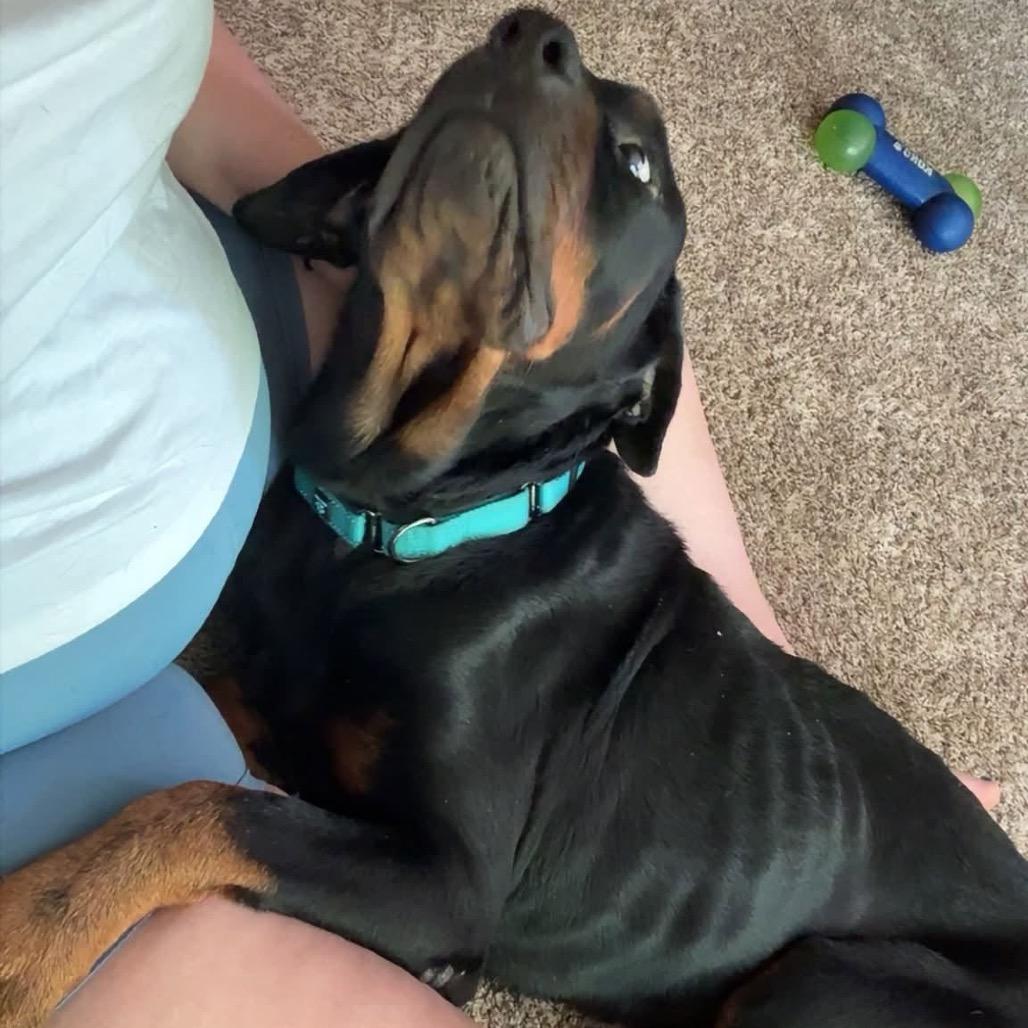 Enlarge Chester, a Adoptable Rottweiler in Rockford, MN image 3/4