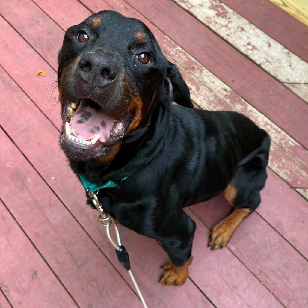 Enlarge Chester, a Adoptable Rottweiler in Rockford, MN image 1/4