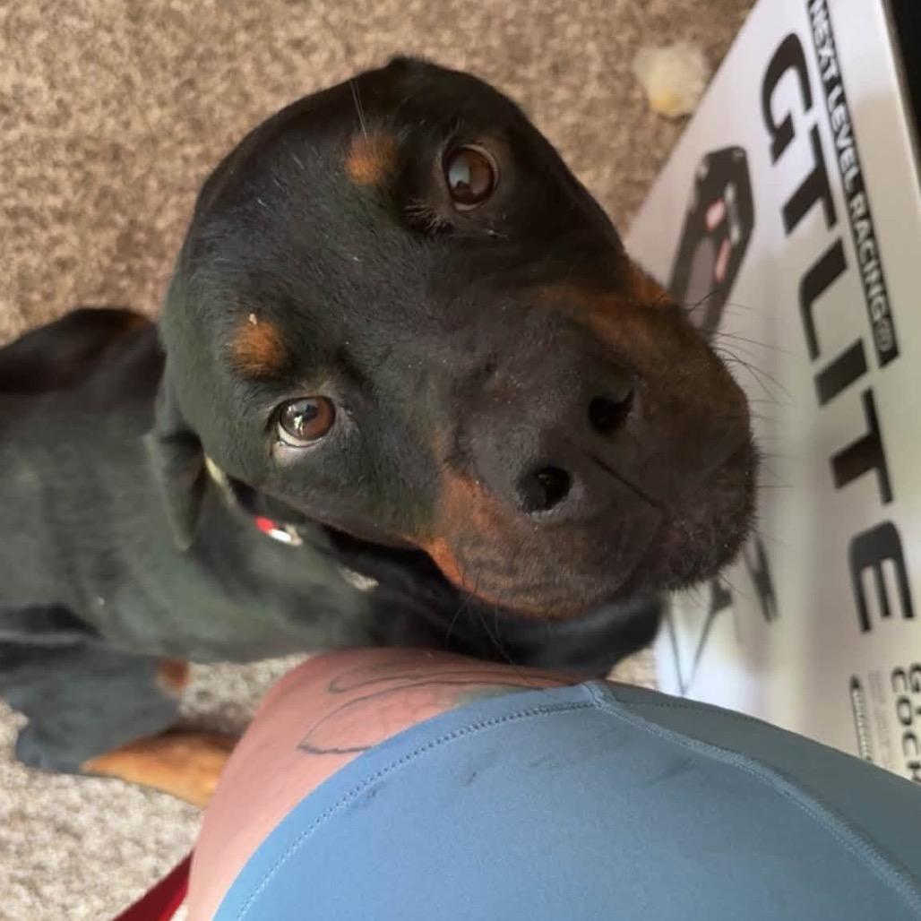 Enlarge Chester, a Adoptable Rottweiler in Rockford, MN image 4/4
