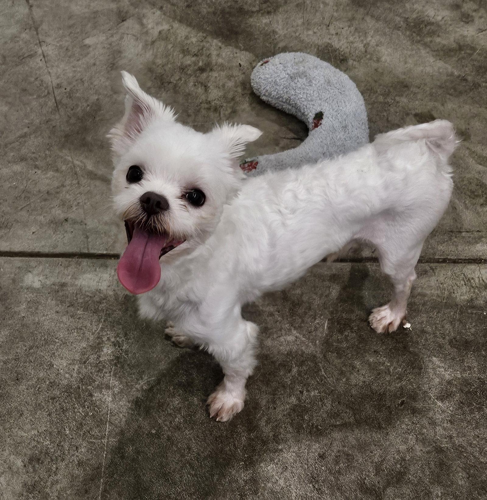 Enlarge YOONWOO, a Adoptable Maltese in Agoura Hills, CA image 1/3