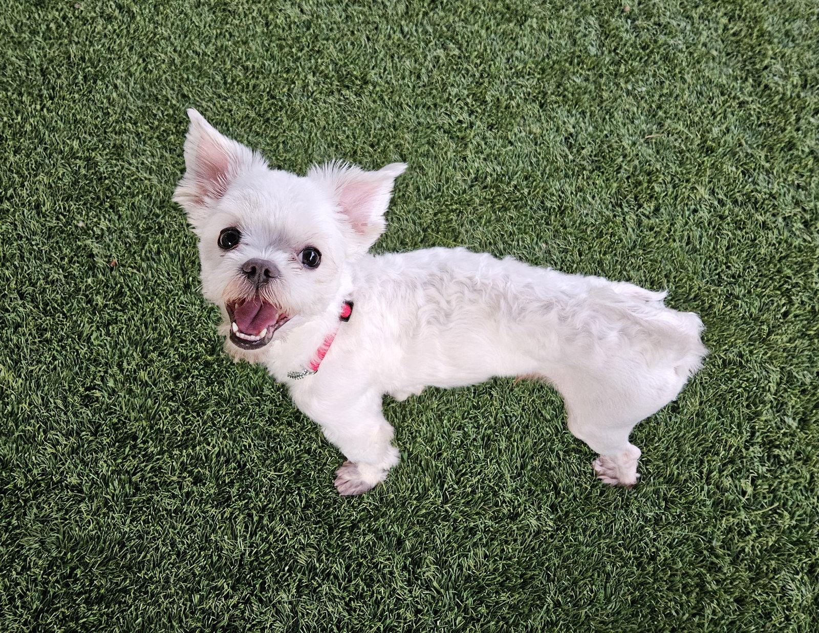 Enlarge YOONWOO, a Adoptable Maltese in Agoura Hills, CA image 2/3