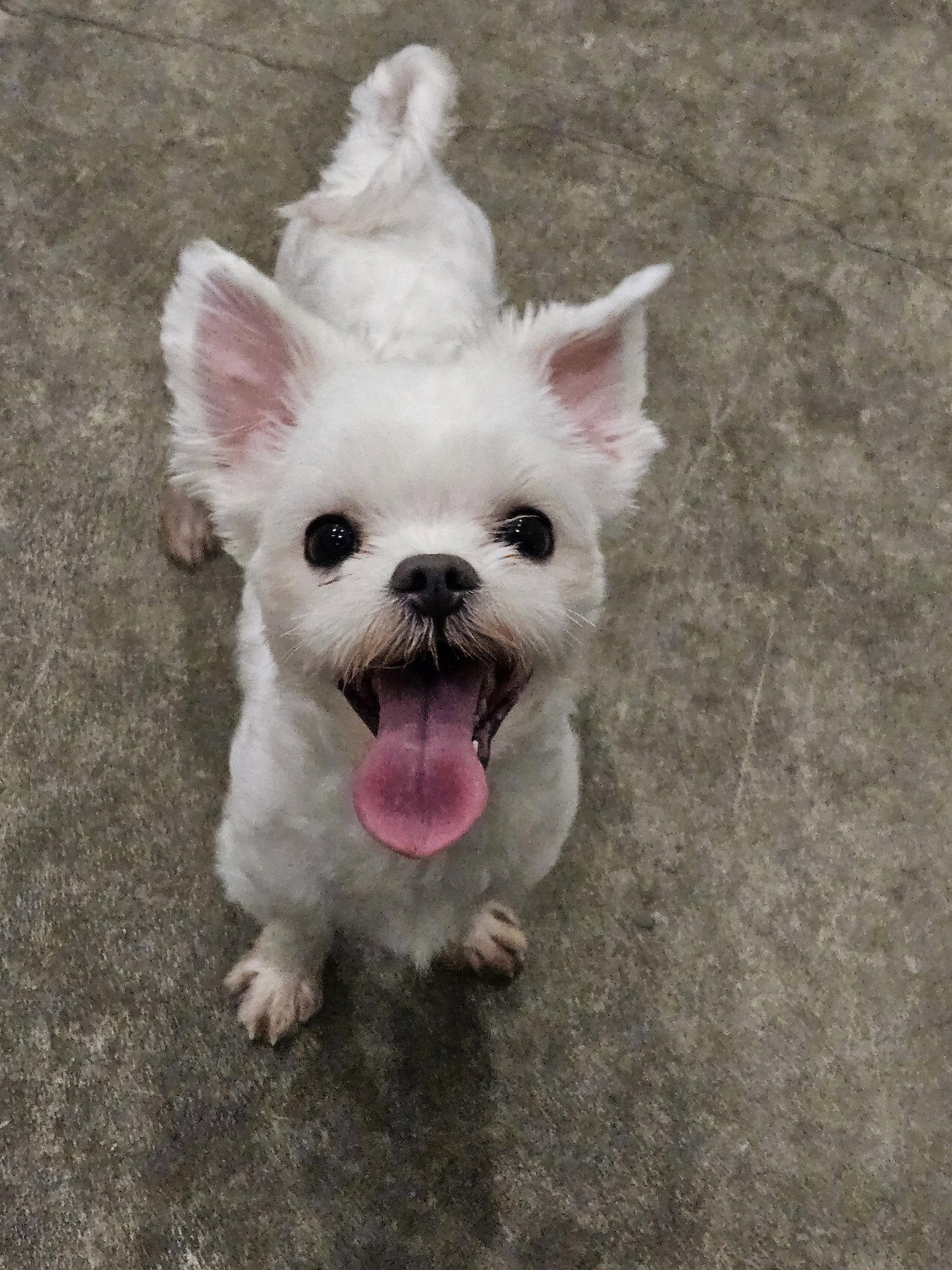 Enlarge YOONWOO, a Adoptable Maltese in Agoura Hills, CA image 3/3