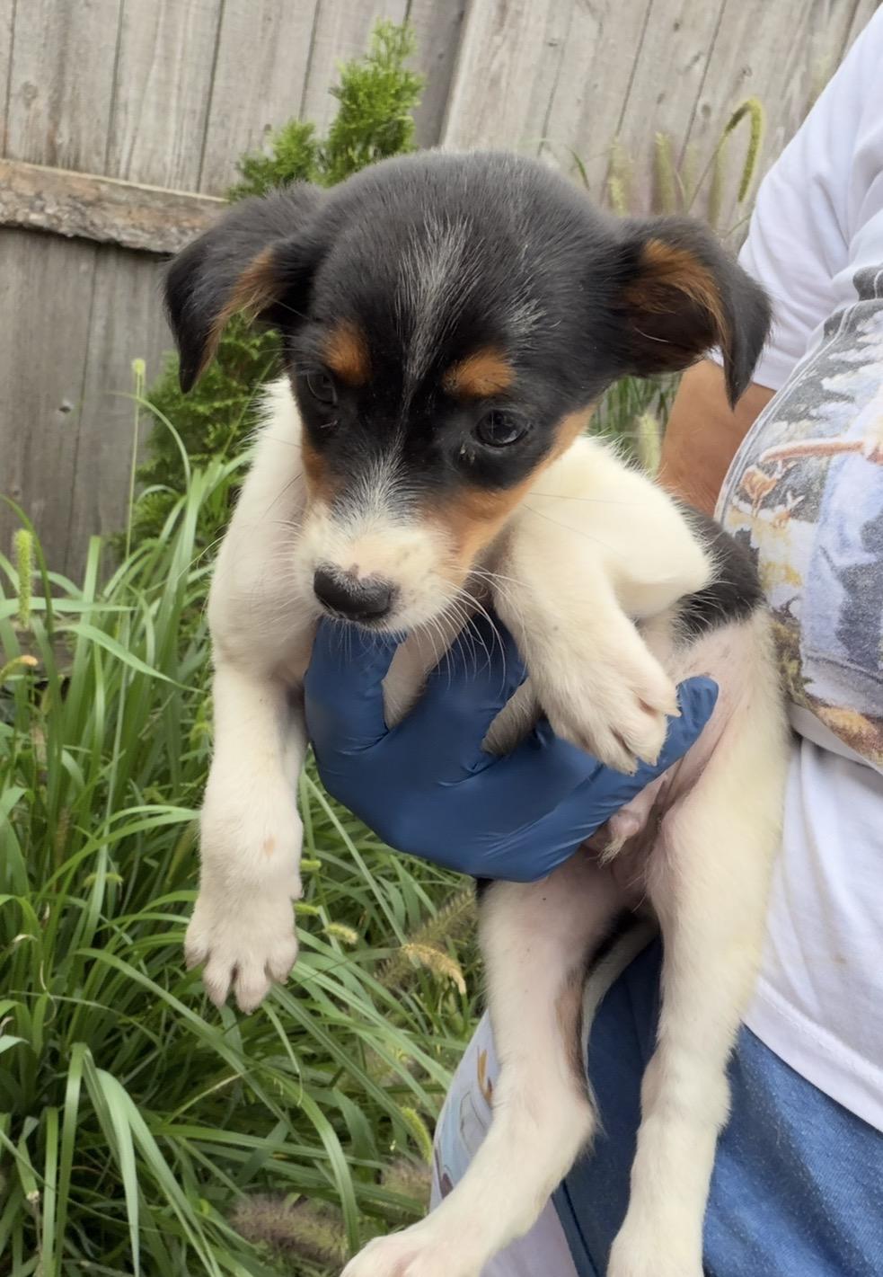 Enlarge Australia, a Adoptable mixed breed in Arlington Heights, IL image 5/5