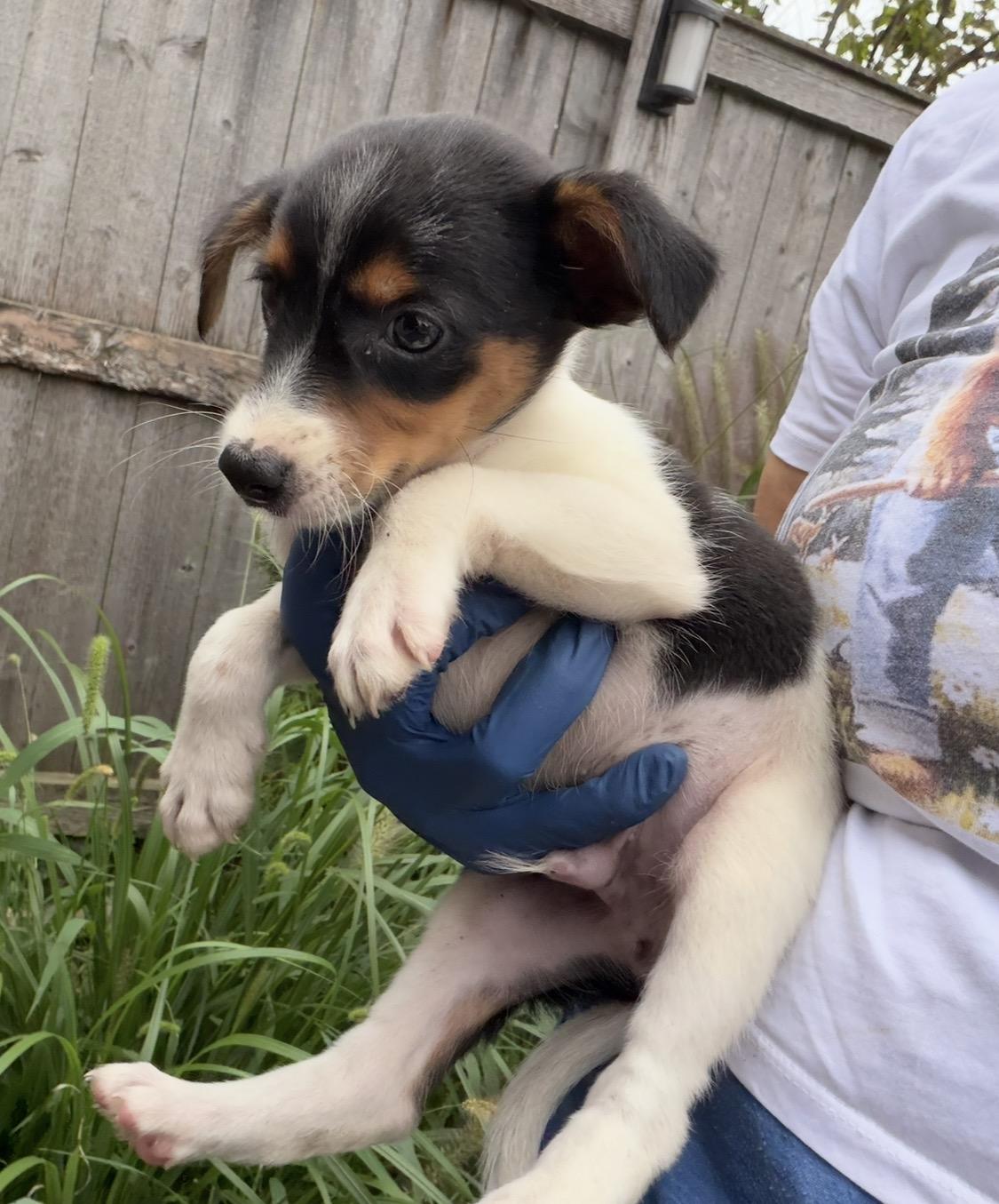 Enlarge Australia, a Adoptable mixed breed in Arlington Heights, IL image 2/5