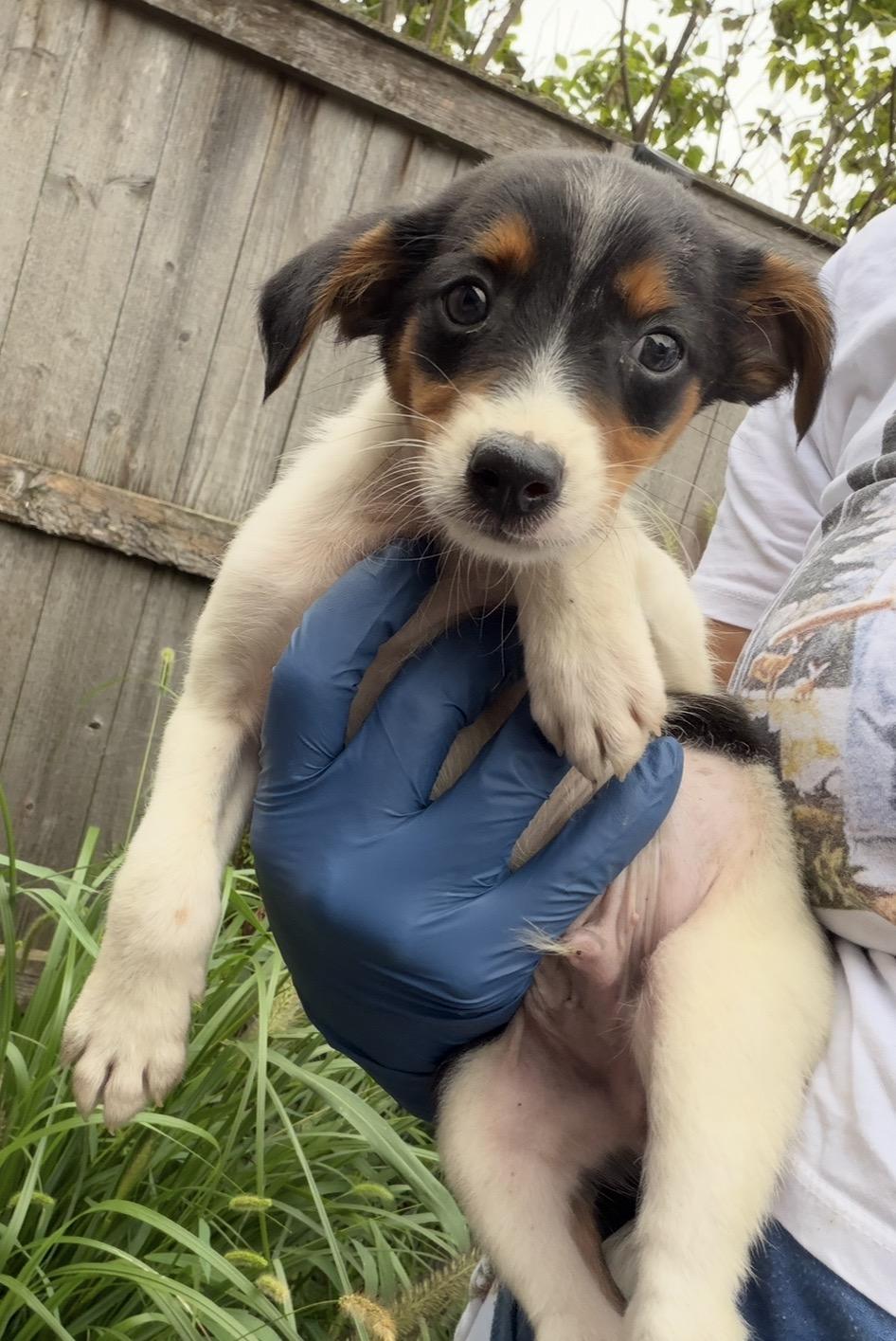 Enlarge Australia, a Adoptable mixed breed in Arlington Heights, IL image 1/5