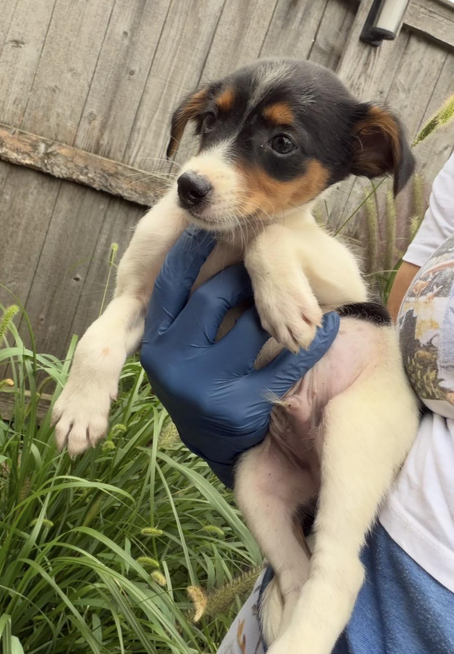 Enlarge Australia, a Adoptable mixed breed in Arlington Heights, IL image 4/5