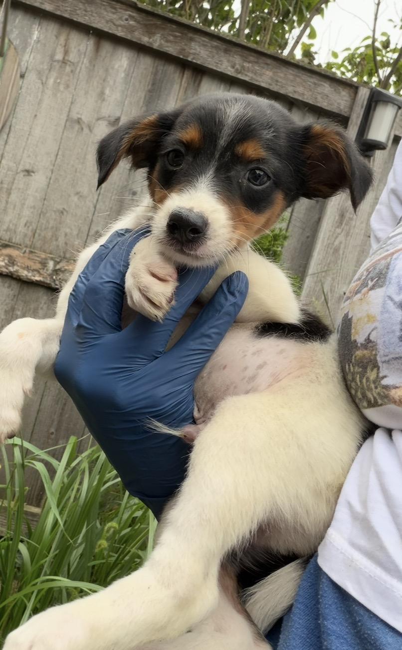 Enlarge Australia, a Adoptable mixed breed in Arlington Heights, IL image 3/5