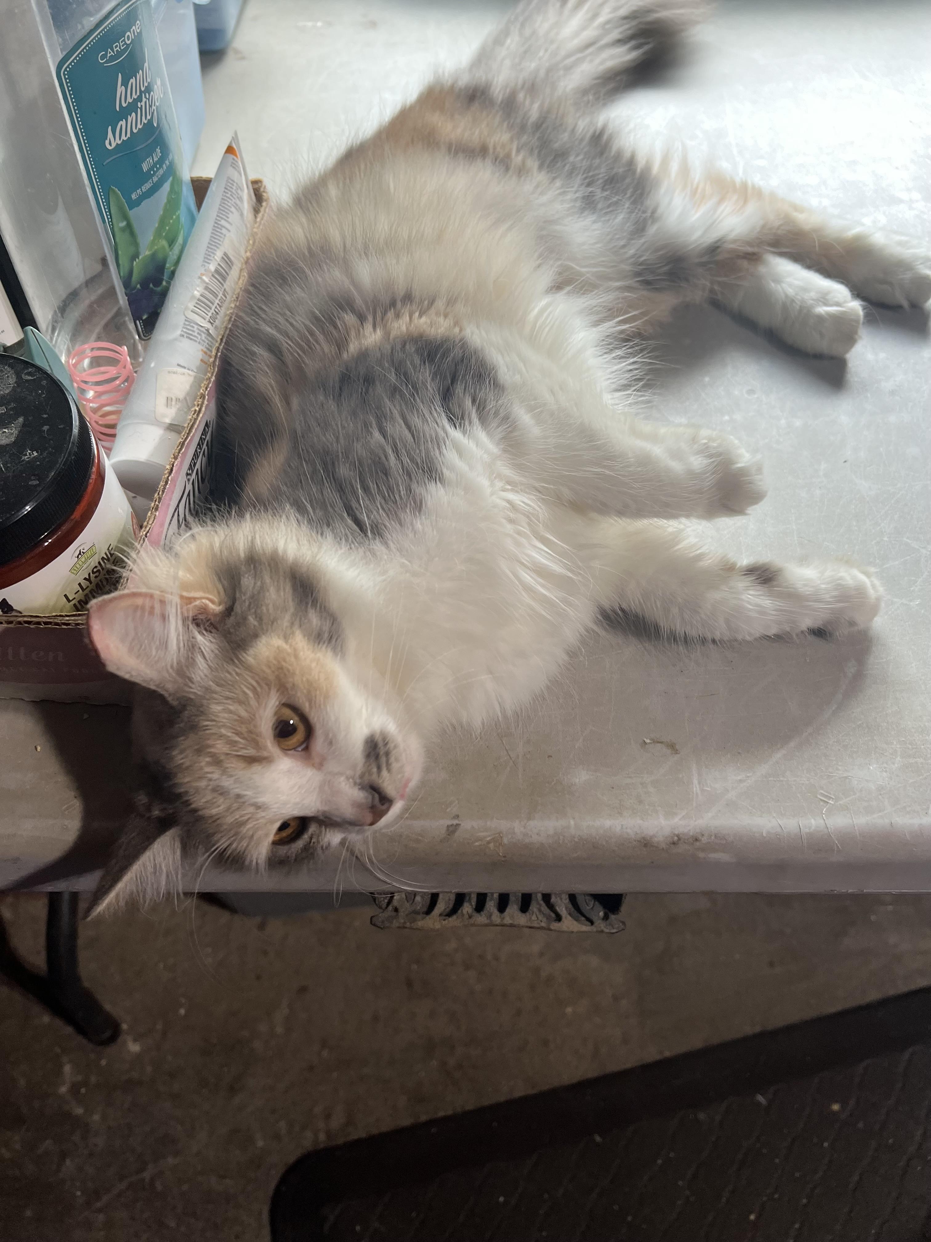 Opal Cedar, adopted, Young Female Domestic Long Hair.