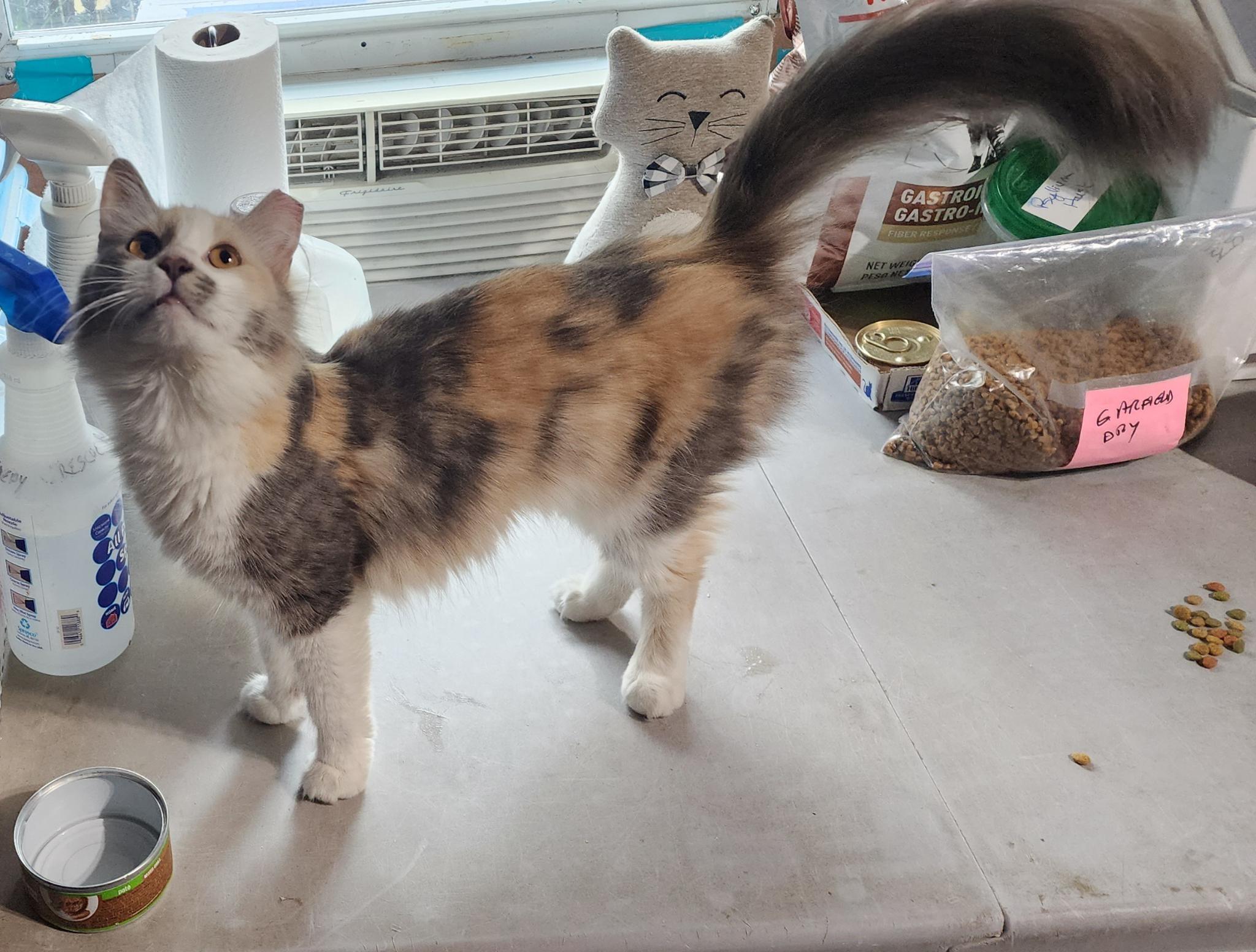 Opal Cedar, an adopted Domestic Long Hair in Philadelphia, PA image 3/3