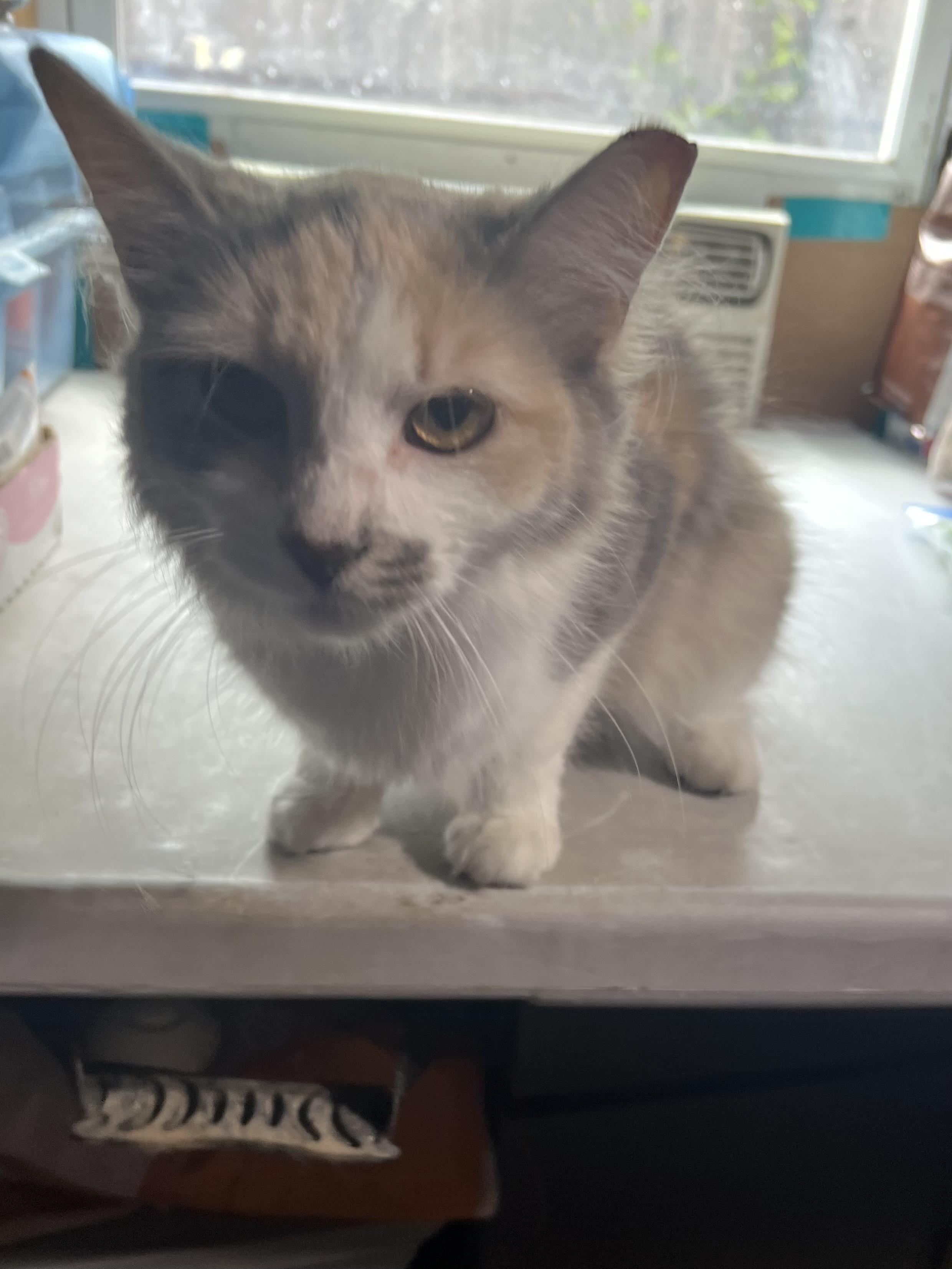 Opal Cedar, an adopted Domestic Long Hair in Philadelphia, PA image 2/3