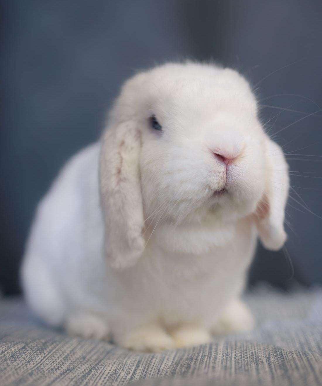 Diamond, Adopted, Adult Male Lop Eared.