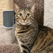 Enlarge Fawna, a Adoptable Domestic Short Hair in Owatonna, MN image 5/6