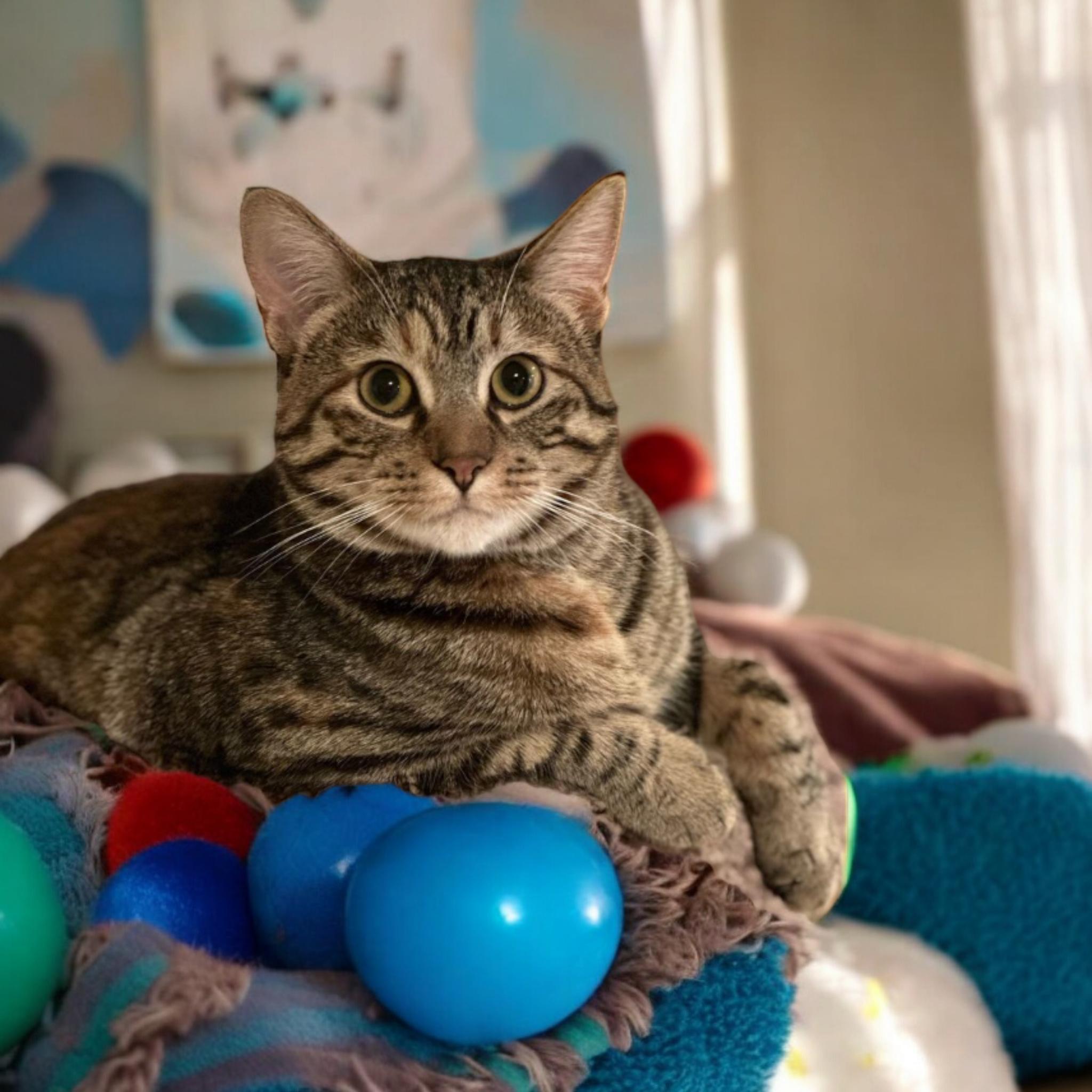 Enlarge Fawna, a Adoptable Domestic Short Hair in Owatonna, MN image 4/6