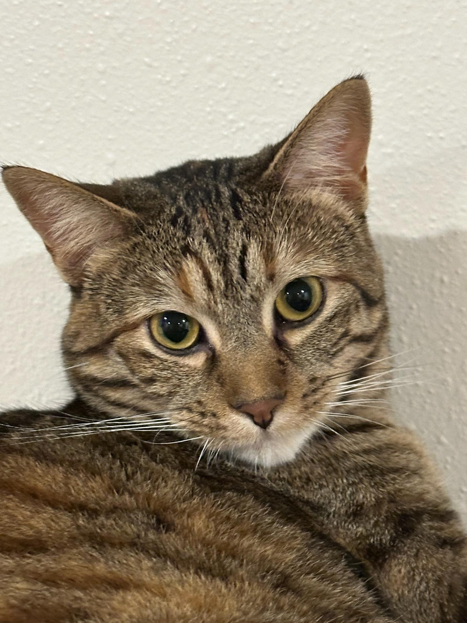 Enlarge Fawna, a Adoptable Domestic Short Hair in Owatonna, MN image 1/6