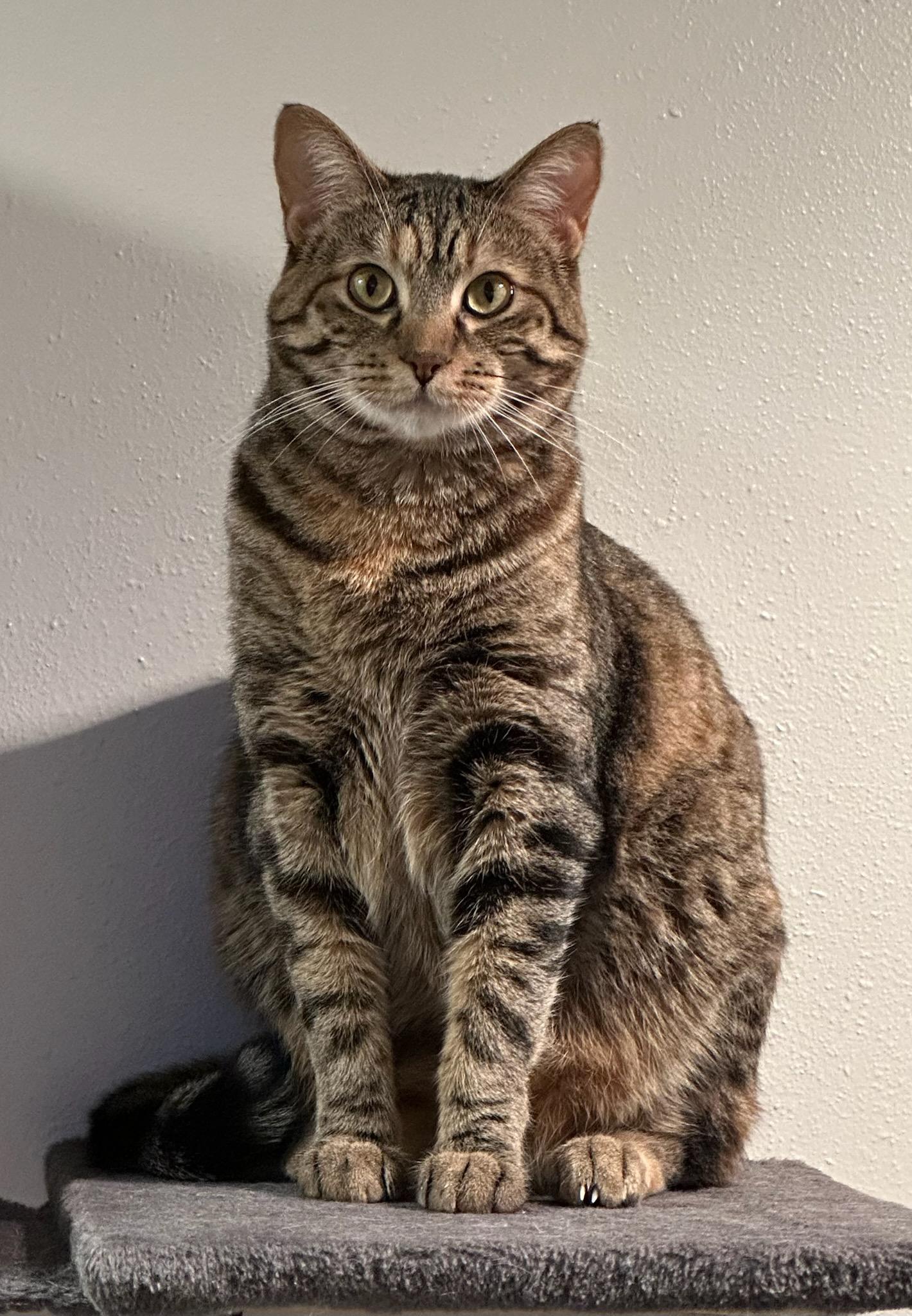 Enlarge Fawna, a Adoptable Domestic Short Hair in Owatonna, MN image 2/6