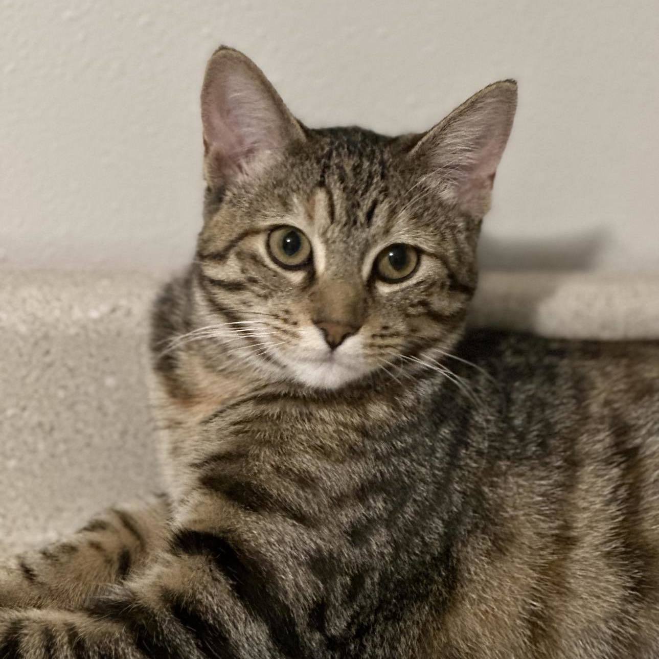 Enlarge Fawna, a Adoptable Domestic Short Hair in Owatonna, MN image 6/6