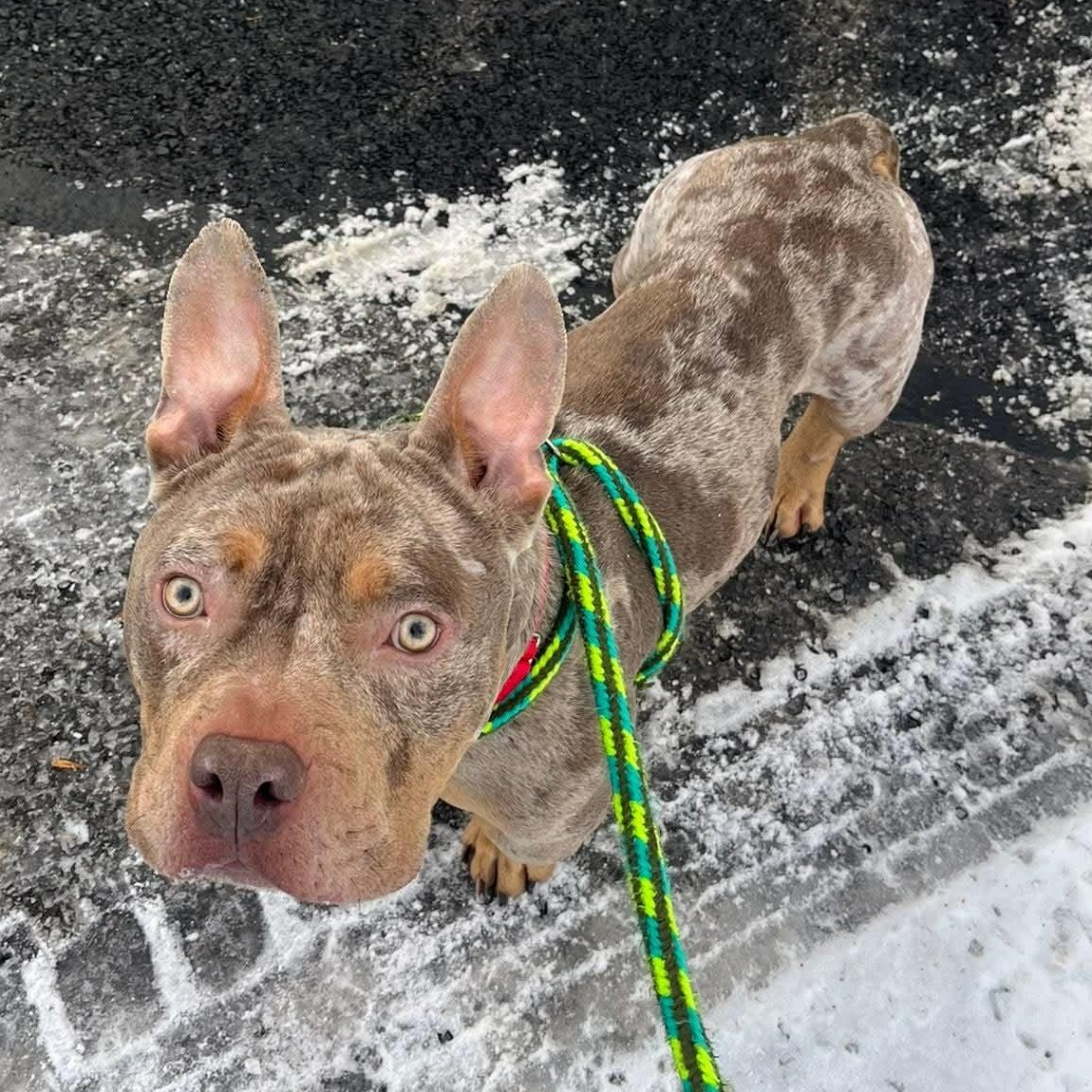Hermey, a ADOPTABLE Bulldog in North Syracuse, NY image 2/3