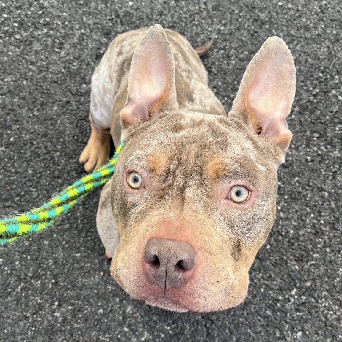 Hermey, a ADOPTABLE Bulldog in North Syracuse, NY image 3/3