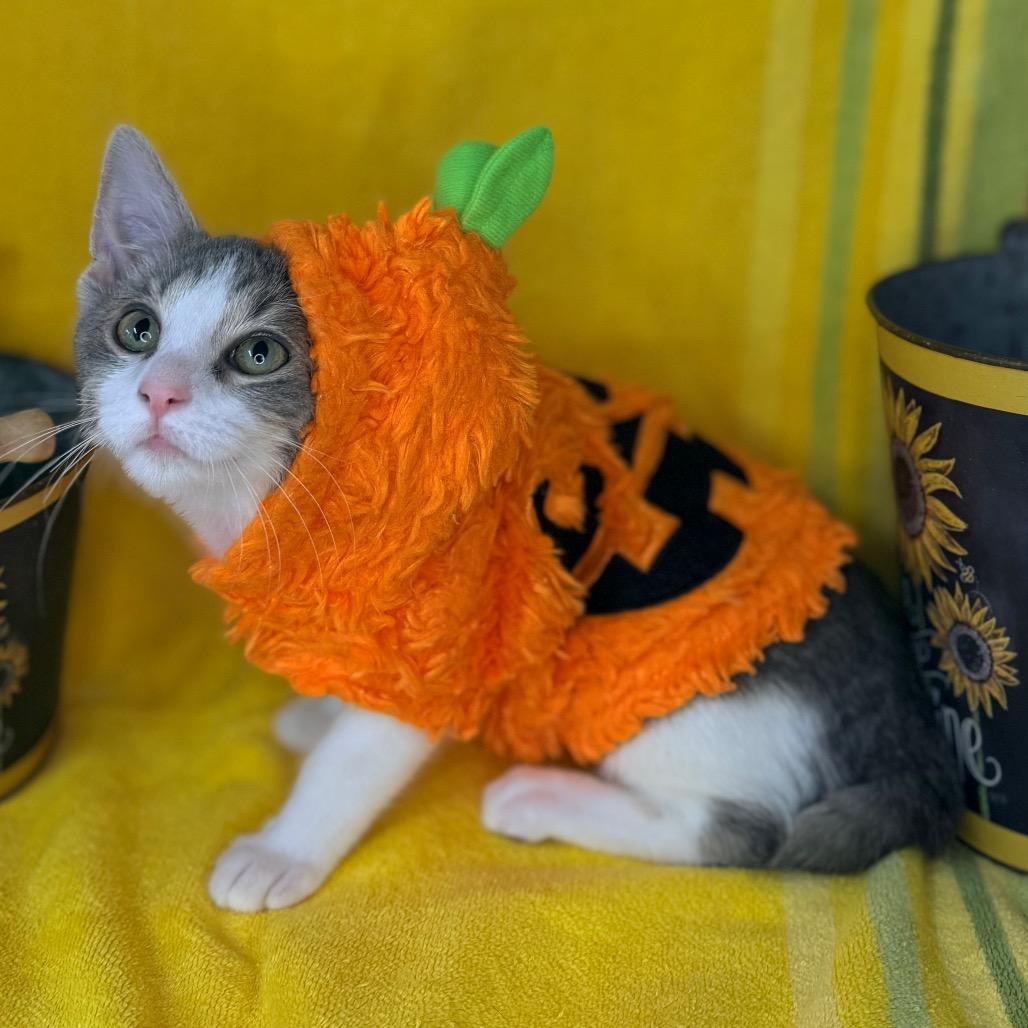 Amethyst, Adoptable, Kitten Female Domestic Short Hair.