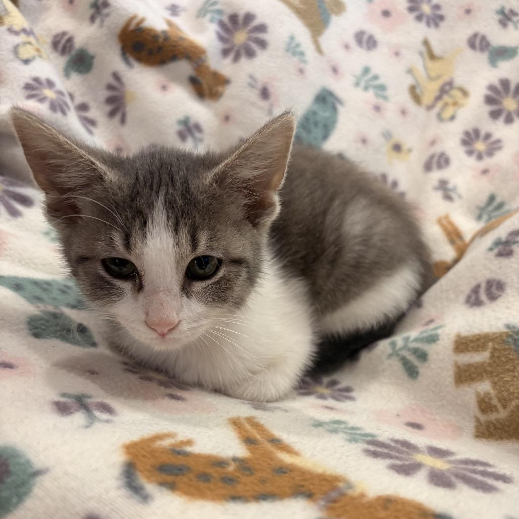 Enlarge Amethyst, a Adoptable Domestic Short Hair in Mount Vernon, IL image 2/6