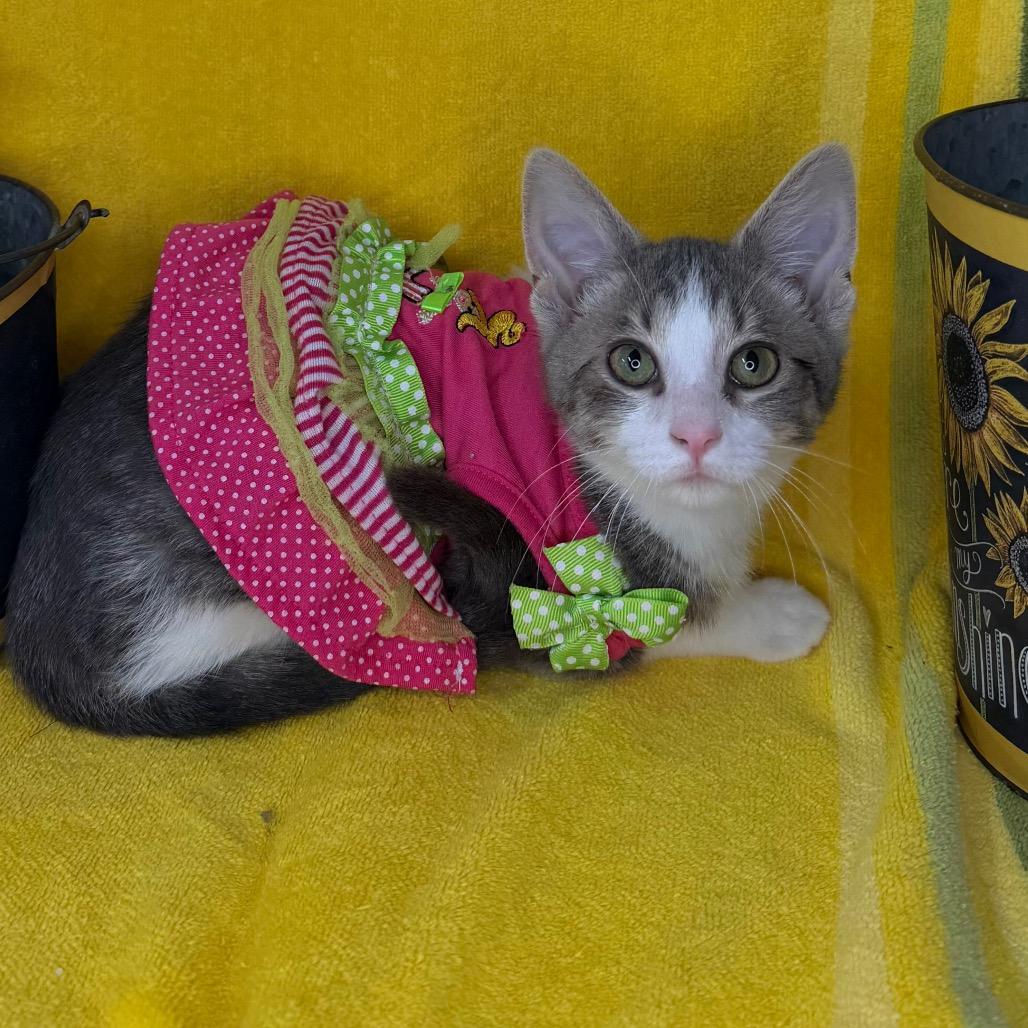Enlarge Amethyst, a Adoptable Domestic Short Hair in Mount Vernon, IL image 3/6