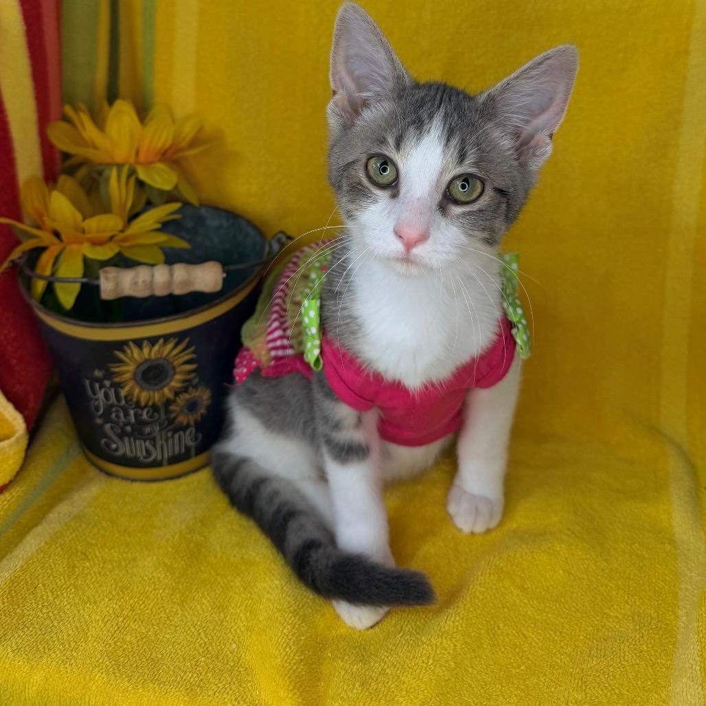 Enlarge Amethyst, a Adoptable Domestic Short Hair in Mount Vernon, IL image 4/6