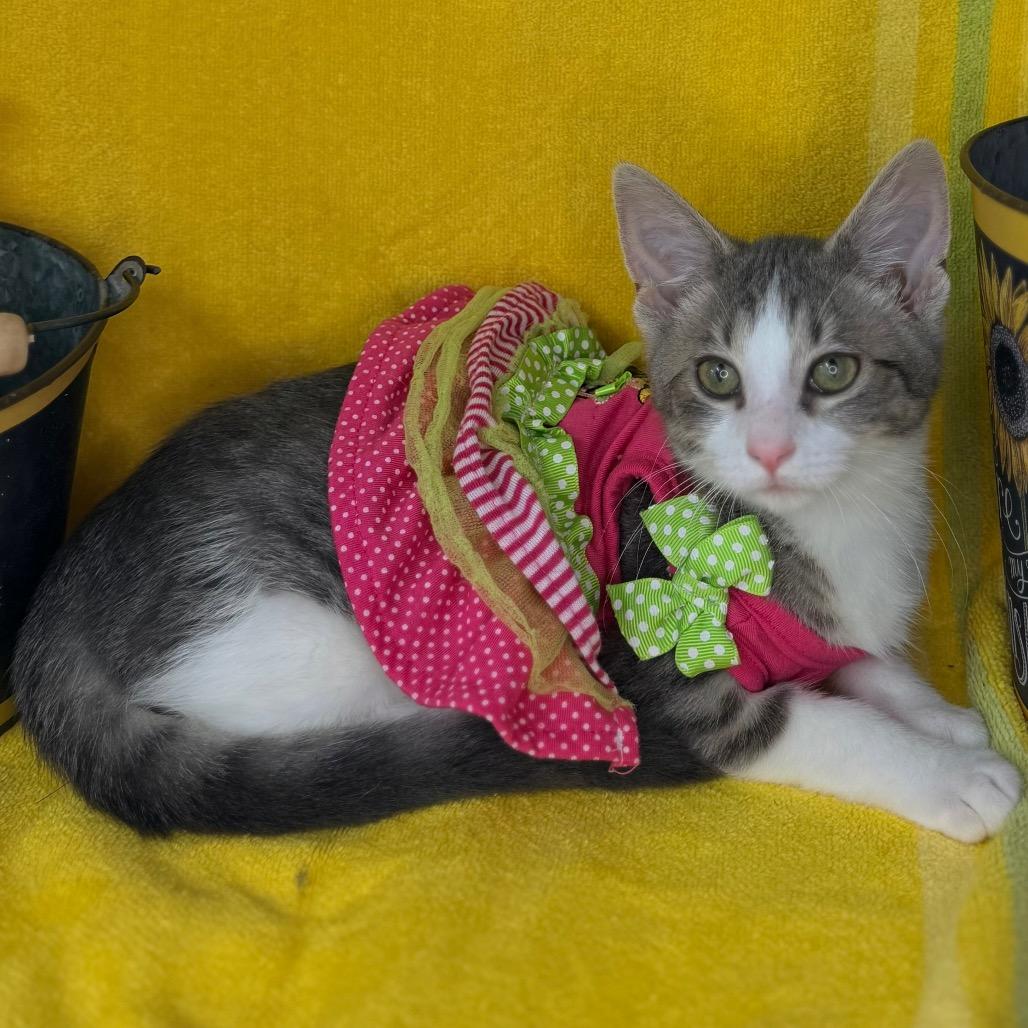 Enlarge Amethyst, a Adoptable Domestic Short Hair in Mount Vernon, IL image 5/6