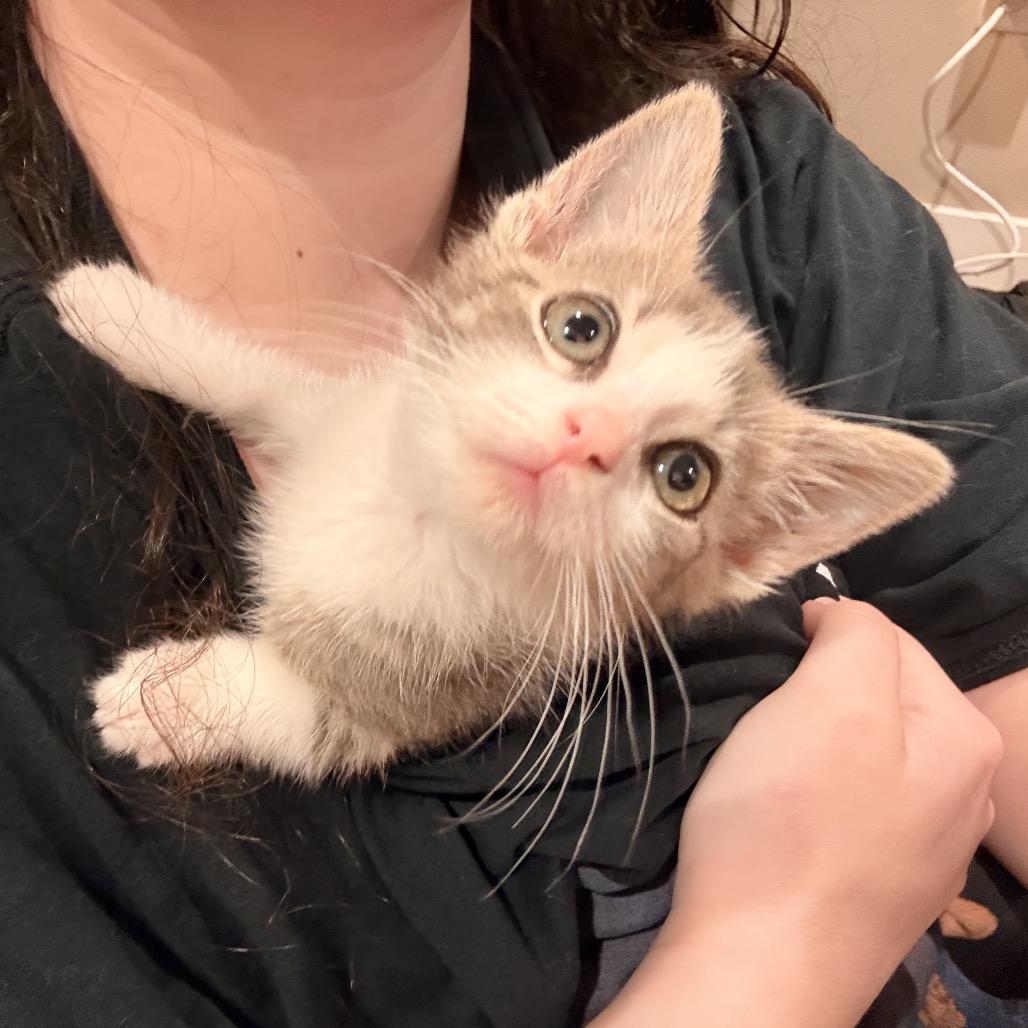 Enlarge Amethyst, a Adoptable Domestic Short Hair in Mount Vernon, IL image 6/6