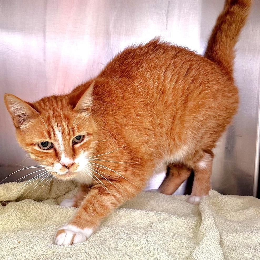 Mister, Adoptable, Senior Male Domestic Short Hair.